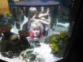 Sisse i Atlantis i Legoland